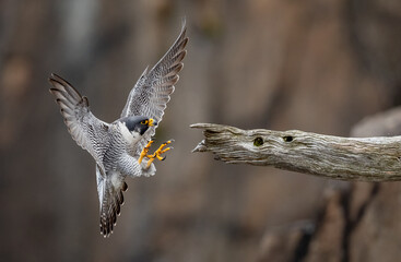 Obraz premium A peregrine falcon in New Jersey