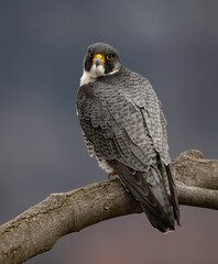 A peregrine falcon in New Jersey