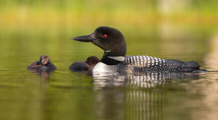Common loon with chick on back