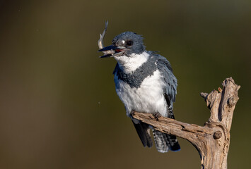 Belted Kingfisher fishing in a pond