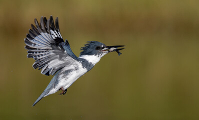 Belted Kingfisher fishing in a pond