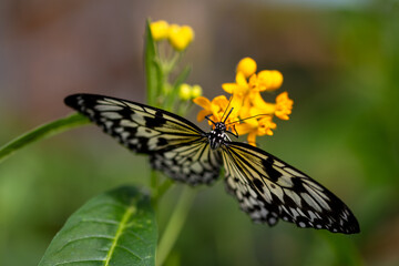 Idea leuconoe butterfly feeding on bright yellow Asclepias flowers