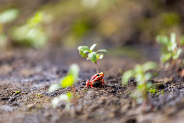 Small red and black poison dart frog on damp forest soil among young green plants.