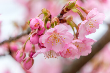 満開の河津桜