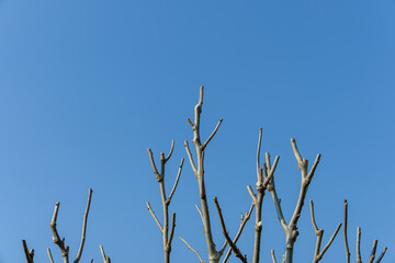 剪定された木と青空