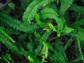 Close-up fern leaf texture for natural and fresh environment background.   