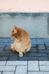 Fototapeta premium A ginger cat is sitting near a brick wall, outside