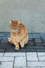 Fototapeta premium Vertical view of a ginger cat is sitting near a brick wall, outside