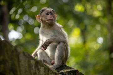 A contemplative young monkey sits on a stone ledge, gazing into the lush green forest. 