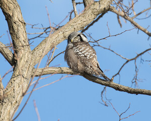 Northern Hawk Owl sitting in a tree facing left.