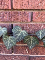 Green English Ivy growing on a red brick wall, close up