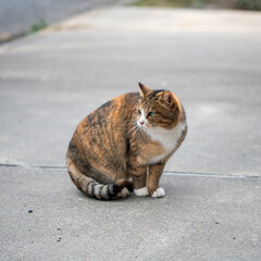 焦げたパンのような毛並みの母さん猫