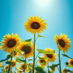 Fototapeta premium Yellow Sunflower Against Blue Sky