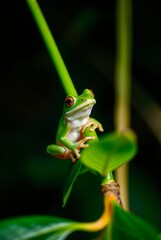 Obraz premium Close-up of a Vibrant Green Tree Frog Perched on a Leaf in Lush Jungle Environment