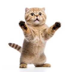 Obraz premium Mammal animal kitten pet.