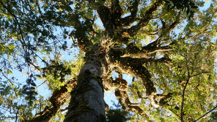 Obraz premium Árbol Imponente Bajo el Sol