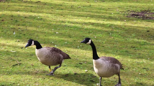 Two angry Canada geese walking and chattering on grass