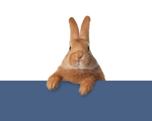 Obraz premium Cute fluffy rabbit peeking out from blue paper on white background