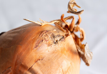 Blemished onion skin