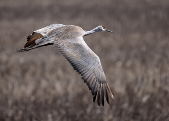 Close view of one magnificent Sandhill Crane flying with wings spread.