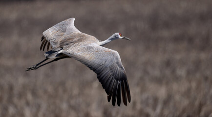 Close view of one magnificent Sandhill Crane flying with wings spread.