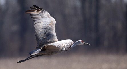 Close view of one magnificent Sandhill Crane flying with wings spread.