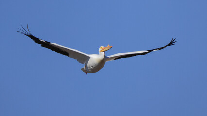 One American White Pelican flying with a blue sky