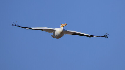 One American White Pelican flying with a blue sky
