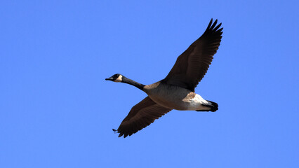 One Canada Goose flying with a blue sky