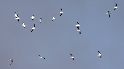 Sixteen American White Pelicans flying with a blue sky