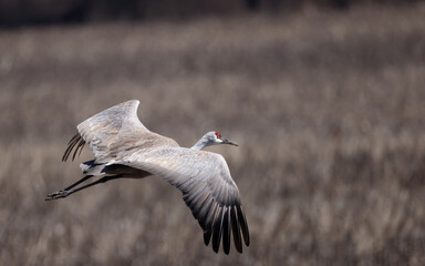 Close view of one magnificent Sandhill Crane flying with wings spread.
