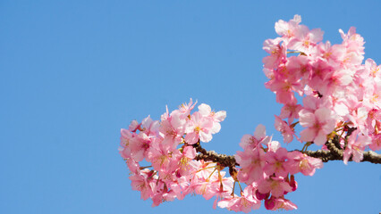 青空に映える！満開のピンクの桜