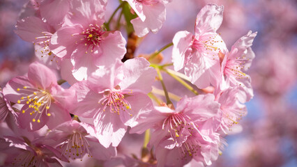 春のピンクの桜の花びら