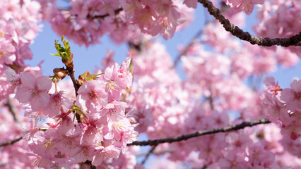 青空に咲く！ピンクの桜三輪
