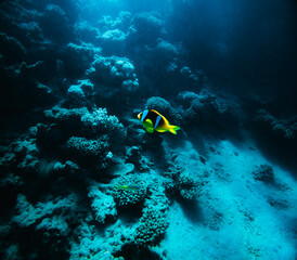 Coral reef with clownfish in the Red Sea. Egypt.