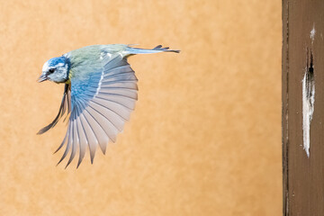 Blue tit in flight at the nestbox