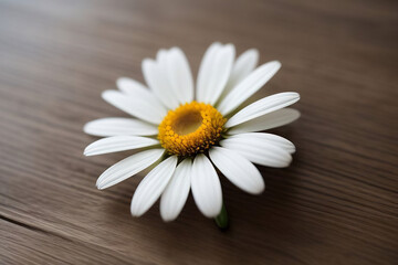 Obraz premium White Daisy on Wooden Table