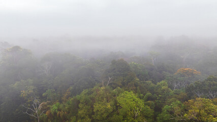 Fototapeta premium Cloud forest in the Peruvian Amazon, aerial image of the rainforest with fog between the trees