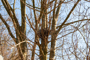 Vogelnest im Baum