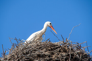 Storch baut Nest Anfang März