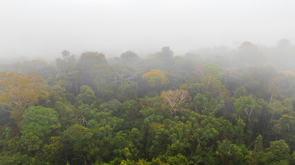 Obraz premium Cloud forest in the Peruvian Amazon, aerial image of the rainforest with fog between the trees