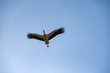 Storch mit ausgebreiteten Flügeln in der Luft
