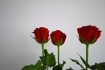 The photograph shows three red roses arranged in a row against a white wall. The roses have a rich red color and green stems with leaves.