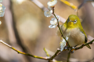 梅の花にとまるメジロ