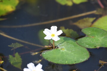 Nymphoides aquatica or banana lily. It &nbsp;is an aquatic plant in the&nbsp;Menyanthaceae. This is common names water&nbsp;banana plant, banana lily,&nbsp;and the&nbsp;big floatingheart. Its root is like a banana. White lily