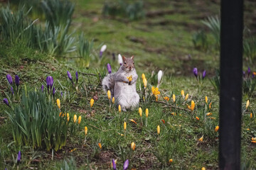 grey squirrel with yellow flower in the park