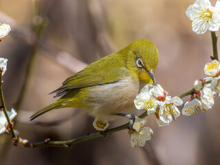 梅の花にとまるメジロ