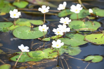 Nymphoides aquatica or banana lily. It  is an aquatic plant in the Menyanthaceae. This is common names water banana plant, banana lily, and the big floatingheart. Its root is like a banana. White lily