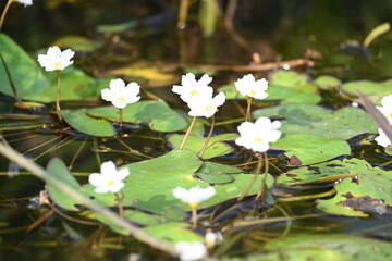 Nymphoides aquatica or banana lily. It &nbsp;is an aquatic plant in the&nbsp;Menyanthaceae. This is common names water&nbsp;banana plant, banana lily,&nbsp;and the&nbsp;big floatingheart. Its root is like a banana. White lily