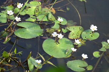 Nymphoides aquatica or banana lily. It &nbsp;is an aquatic plant in the&nbsp;Menyanthaceae. This is common names water&nbsp;banana plant, banana lily,&nbsp;and the&nbsp;big floatingheart. Its root is like a banana. White lily